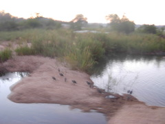 Numida meleagris mitratus