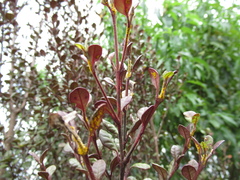 Austropuccinia psidii image