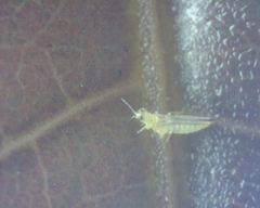 Scirtothrips dorsalis