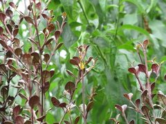 Austropuccinia psidii image