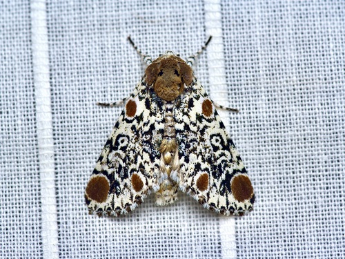 Harris's Three-Spot photo 5
