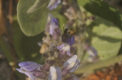 Frieseomelitta nigra