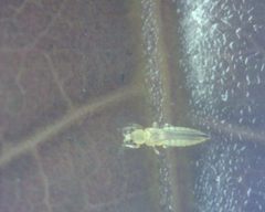 Scirtothrips dorsalis