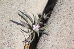 Matthiola parviflora