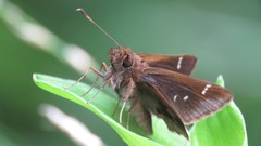 Cymaenes odilia