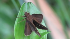 Cymaenes odilia