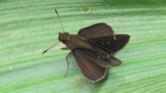 Cymaenes odilia