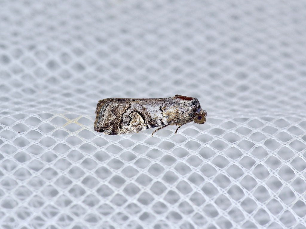 Metaponpneumata Moth