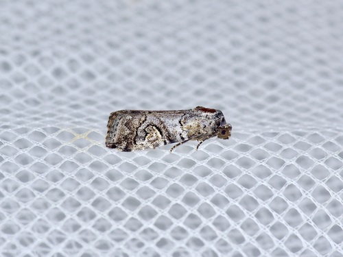 Metaponpneumata Moth