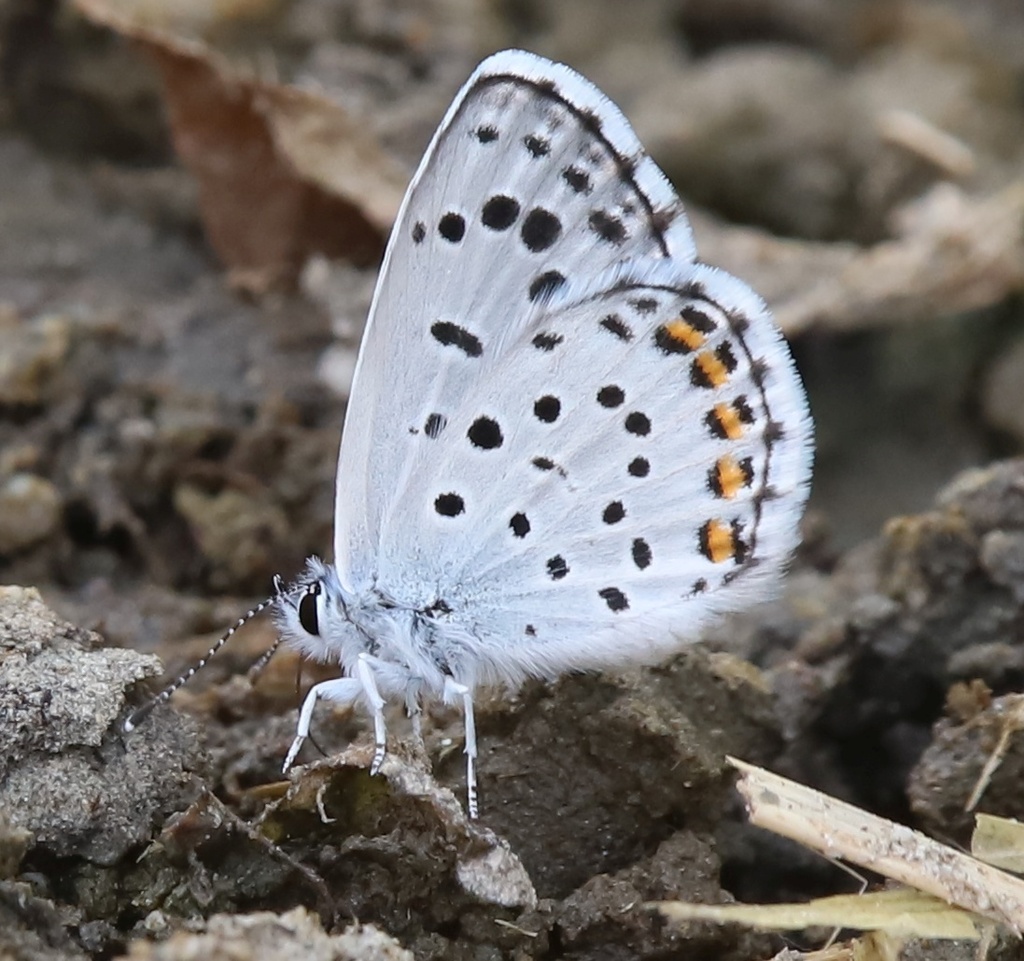 Eastern Baton Blue