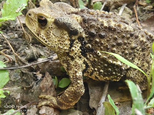 Asiatic Toad