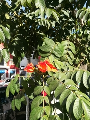 Spathodea campanulata