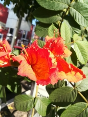 Spathodea campanulata