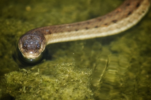 Thamnophis validus