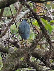 Butorides virescens image