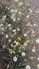 Perityle microglossa