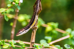 Puerto Rican Anole photo 3