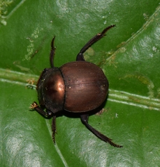Hansreia affinis