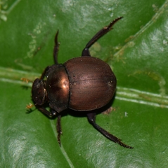 Hansreia affinis