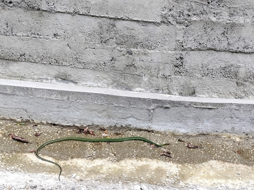 Green Rat Snake
