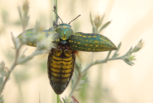 Julodis ehrenbergii · iNaturalist