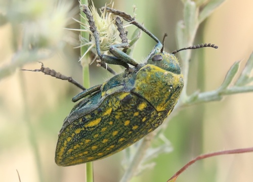 Julodis ehrenbergii · iNaturalist