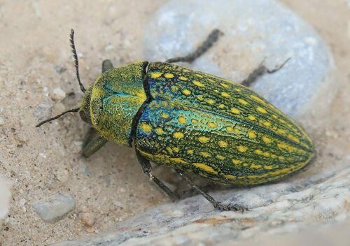ギリシャ産　フトタマムシ　Julodis ehrenbergii Julodis ehrenbergii · iNaturalist
