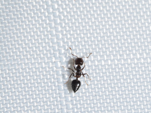 Crematogaster pallipesCrematogaster pallipes