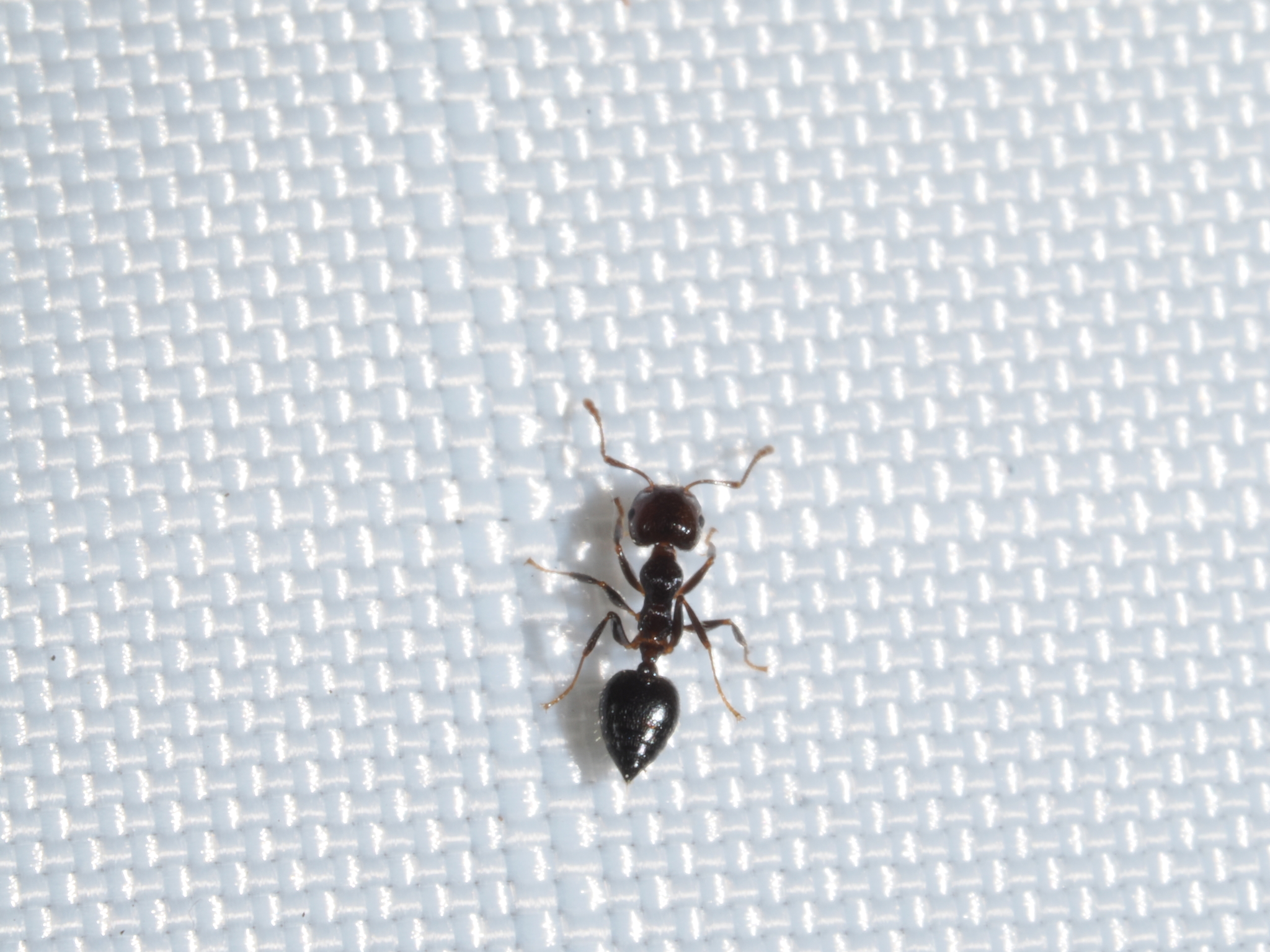 Crematogaster pallipes