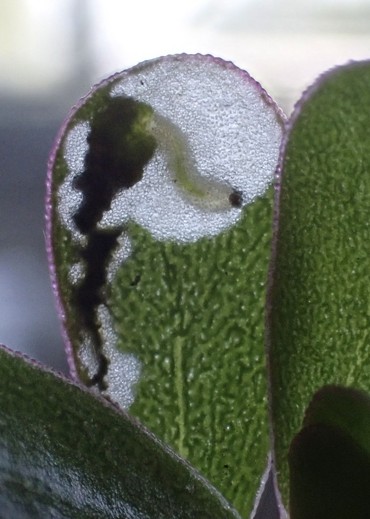Purslane Sawfly
