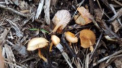 Hypomyces tubariicola