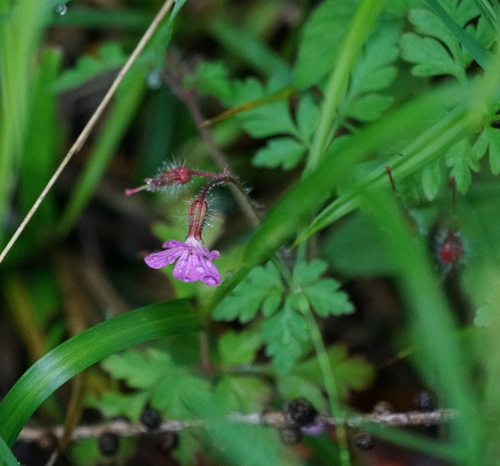 Pastirska iglica (Geranium robertianum)
