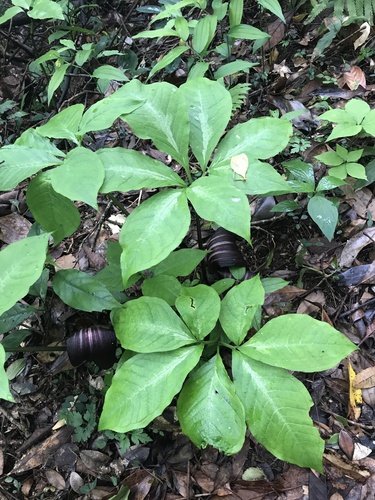 Arisaema sazensoo, photograph 5