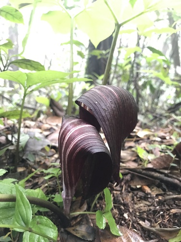 Arisaema sazensoo, photograph 4