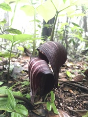 Mason Brock, CC0, iNaturalist via GBIF Arisaema sazensoo, photograph Mason Brock, CC0, iNaturalist via GBIF
