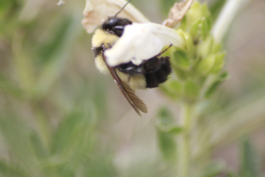 Bombus difficillimus