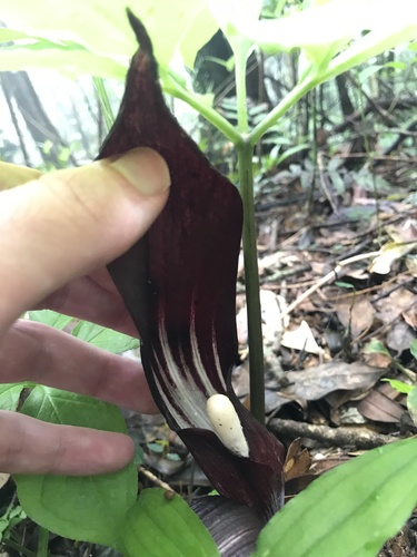 Arisaema sazensoo, photograph 3
