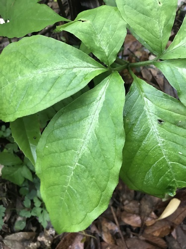 Arisaema sazensoo, photograph 1