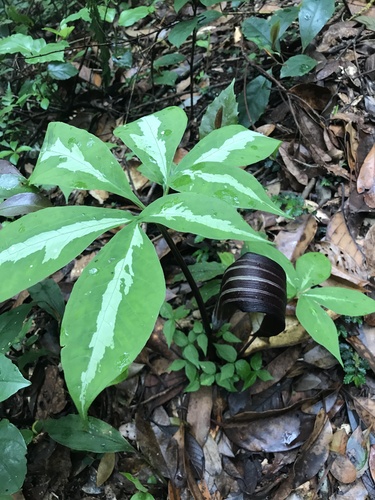 Arisaema sazensoo iNat (1)