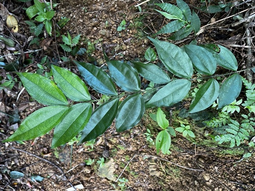 Strychnos cathayensis (Strychnos cathayensis)