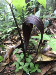 Mason Brock, CC0, iNaturalist via GBIF Arisaema sazensoo, photograph Mason Brock, CC0, iNaturalist via GBIF
