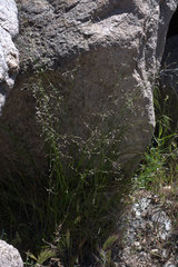 Melica imperfecta