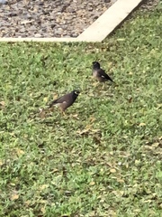 Acridotheres tristis