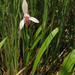 Pogonia japonica - Photo (c) V.S. Volkotrub, algunos derechos reservados (CC BY-NC), subido por V.S. Volkotrub