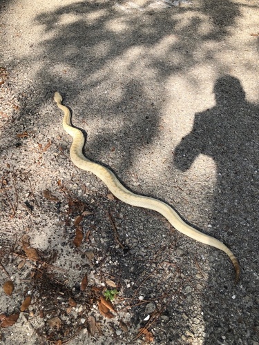 Eastern Diamondback Rattlesnake observed near Florida, US, (c) claralogsdon, some rights reserved (CC BY-NC)