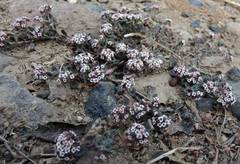 Euphorbia umbellulata