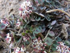 Euphorbia umbellulata