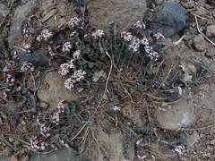 Euphorbia umbellulata