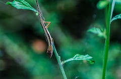 Anolis pulchellus