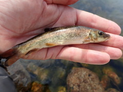 Catostomus catostomus